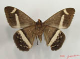 Cyligramma magus